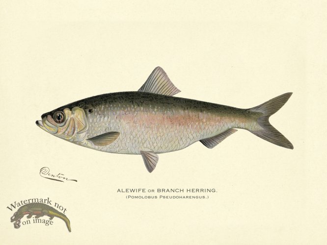 (image for) Alewife or Branch Herring