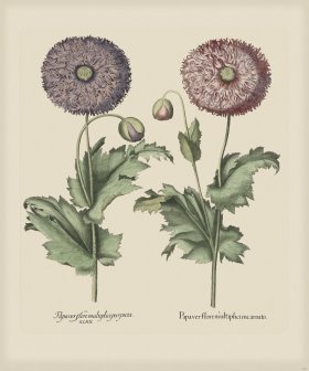 Besler 291 Colored B2