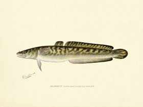 Burbot