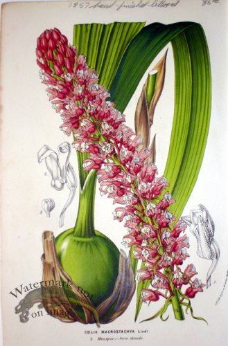 (image for) Botanical