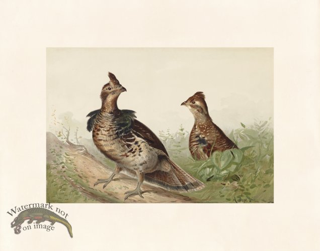 (image for) Pope 07 Ruffed Grouse