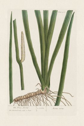 BEE 466 The Truth Acorus