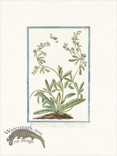 (image for) Bonelli 125 Madwort