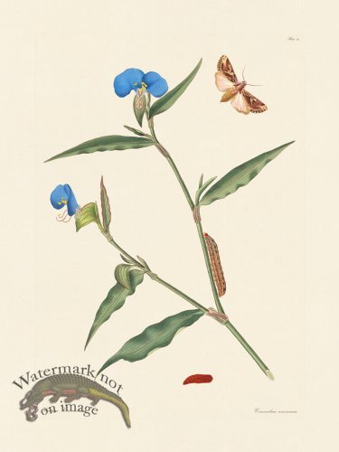 (image for) Abbot Butterfly 095