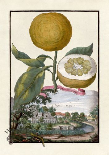 (image for) Volckamer 019