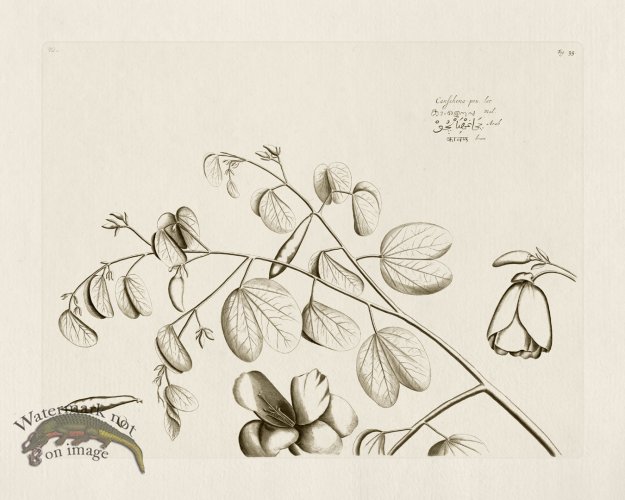 (image for) HORTUS VOL 01 35