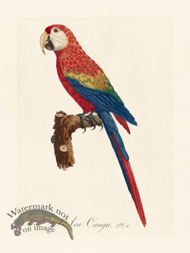 Barraband Parrot 002