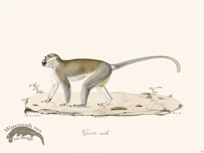 (image for) Cuvier 358 Male Grivel