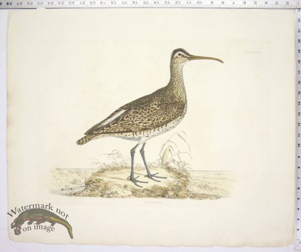 (image for) Whimbrel