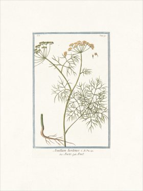 Bonelli 495 Dill weed