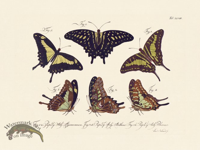 (image for) Jablonsky Butterfly 048