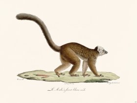 Cuvier 379 The White-Faced Maki