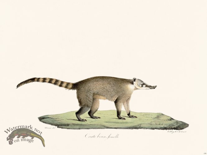 (image for) Cuvier 179 Brown Coati