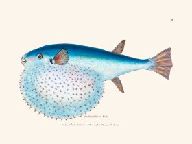 048 Stellated Globe -Fish