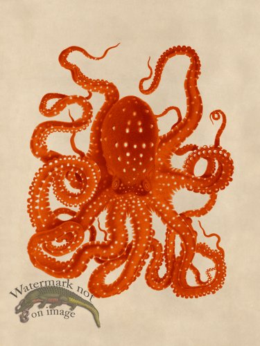 (image for) Octopus Orange 26