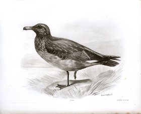 (image for) Bird 01