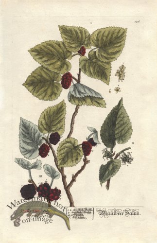 (image for) Blackwell GE 126