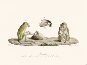 Cuvier 368 Macaques