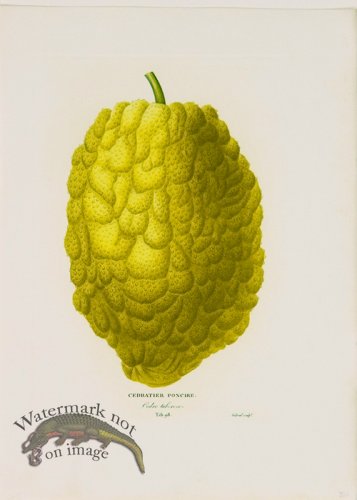 (image for) Poiteau Citrus 18