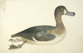 243 Swedish Birds . Anas Ferina, Common Pochard