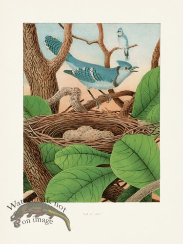 Thomas Gentry Bird 09