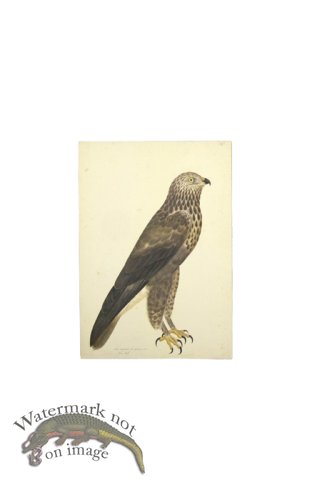 (image for) ROUGH-LEGGED BUZZARD . PL 14