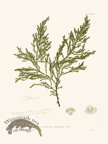 (image for) Bradbury Seaweed 134