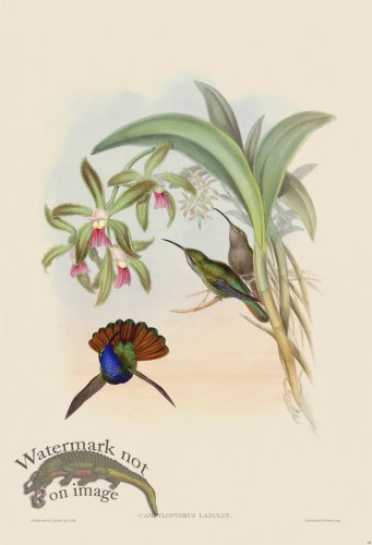 (image for) Gould Hummingbird 044