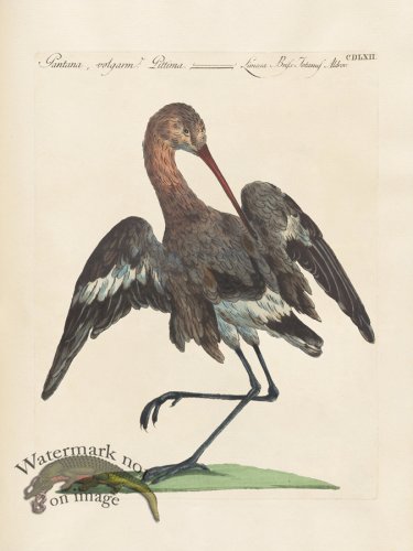 (image for) Manetti 462