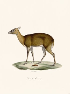 Cuvier 056 Doe Mariannes