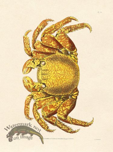 (image for) Shaw Nodder SL 51