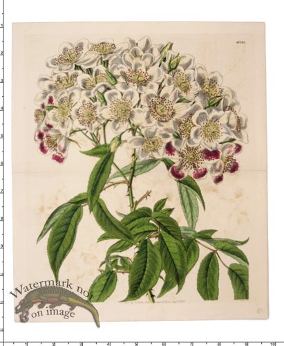 (image for) Curtis Botanical 077