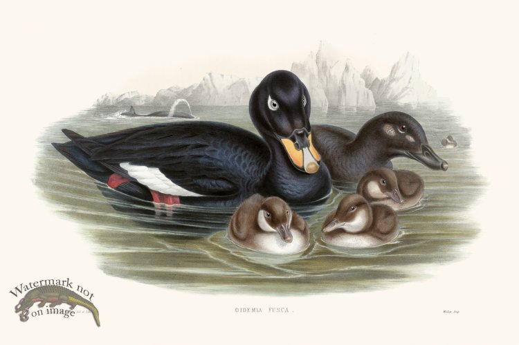 (image for) Gould Waterfowl 19