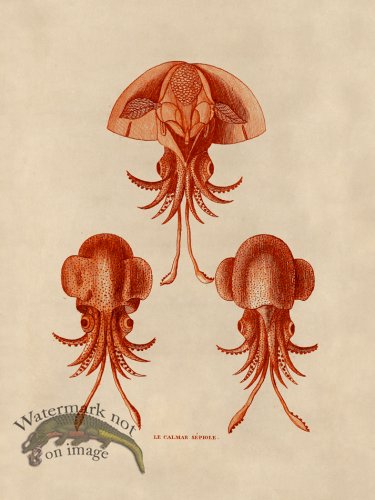 (image for) Octopus Orange 44