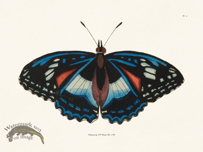 (image for) Nodder BF 06