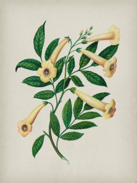 Andean Botanicals 031