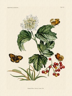 Wilkes Butterflies 103