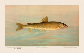 (image for) Rocky Mountain Whitefish