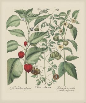 Besler 304 Colored B2