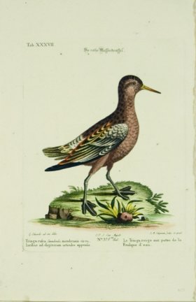 (image for) Seligmann WB 08