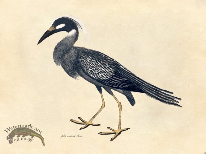 (image for) Yellow Crowned Heron - Tribute Bd 38