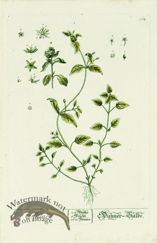 (image for) Blackwell German 142