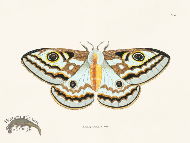 (image for) Nodder BF 25