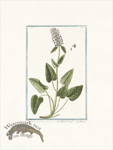 (image for) Bonelli 282 Bishopswort