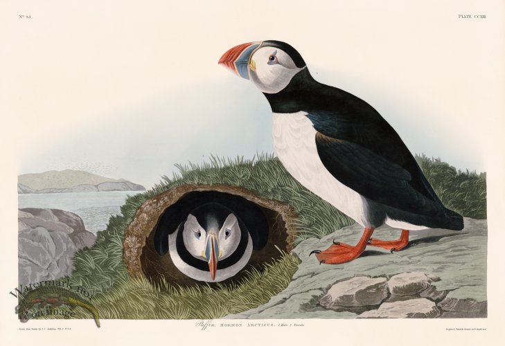 (image for) 213 Puffin
