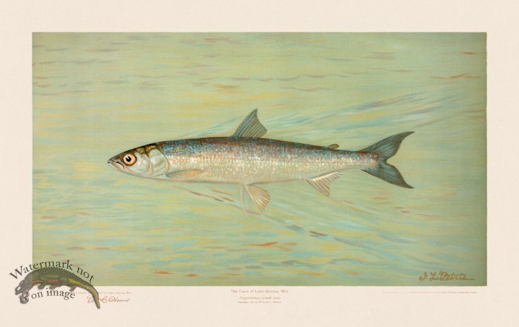 (image for) Cisco of Lake Geneva