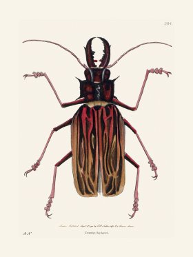 284 Cerambyx Stag-Horned