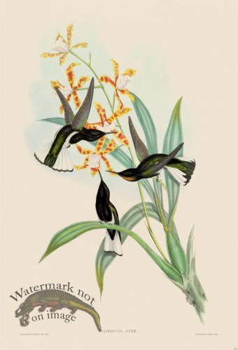 (image for) Gould Hummingbird 115