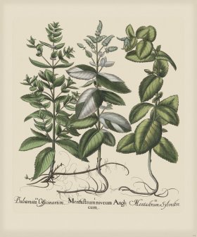 Besler 228 Colored B2