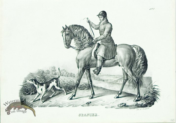 (image for) Spaniard